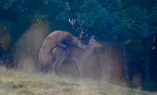 photoverconature - CERFS