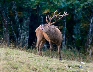 photoverconature - CERFS