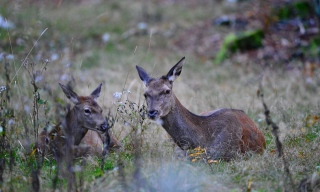 photoverconature - CERFS