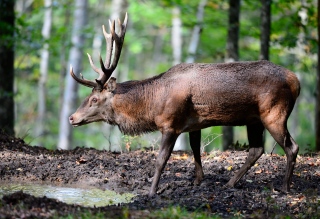 photoverconature - CERFS