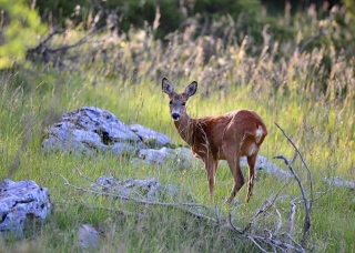 photoverconature - CERFS