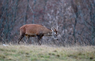 photoverconature - CERFS