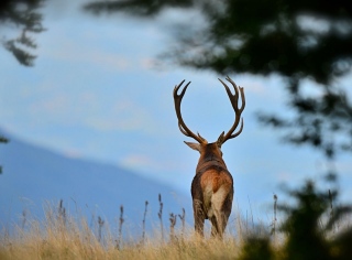 photoverconature - CERFS
