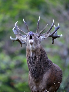 photoverconature - CERFS