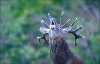 photoverconature - CERFS