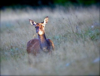 photoverconature - CERFS