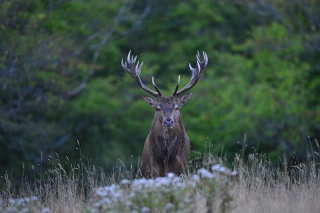 photoverconature - CERFS