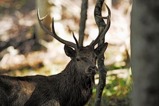 photoverconature - CERFS