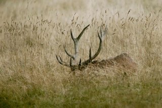 photoverconature - CERFS