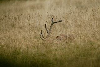 photoverconature - CERFS