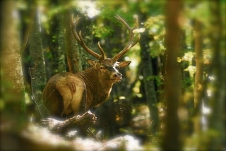 photoverconature - CERFS