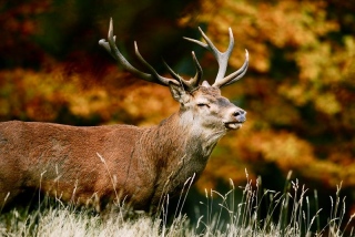 photoverconature - CERFS