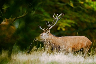 photoverconature - CERFS