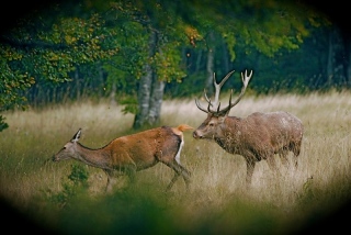 photoverconature - CERFS