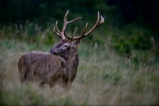 photoverconature - CERFS