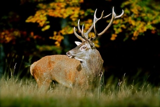 photoverconature - CERFS