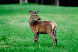 photoverconature - CERFS