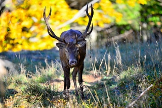 photoverconature - CERFS