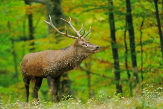 photoverconature - CERFS