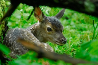 photoverconature - CERFS