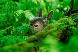 photoverconature - CERFS