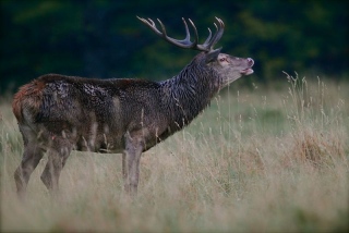 photoverconature - CERFS