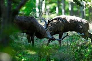 photoverconature - CERFS