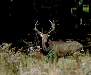 photoverconature - CERFS