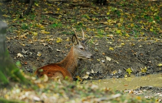 photoverconature - CERFS