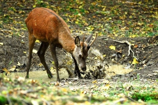 photoverconature - CERFS