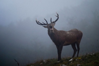 photoverconature - CERFS