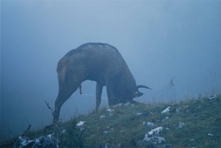 photoverconature - CERFS
