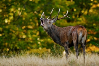 photoverconature - CERFS