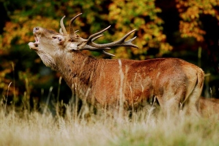 photoverconature - CERFS