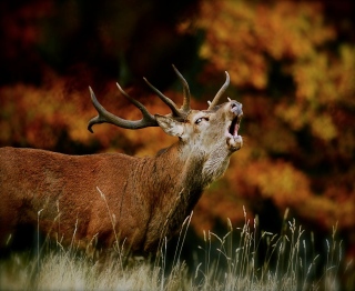 photoverconature - CERFS