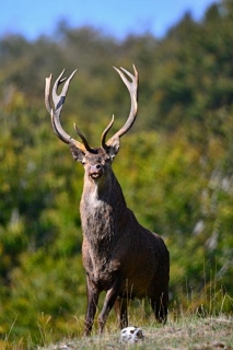 photoverconature - CERFS