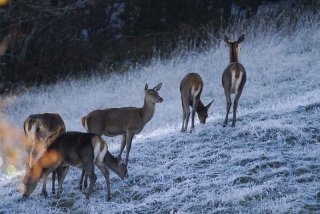 photoverconature - CERFS