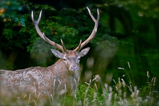 photoverconature - CERFS