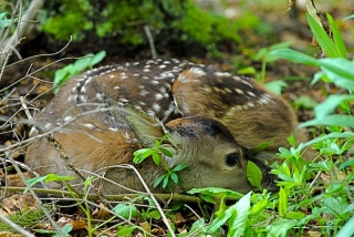 photoverconature - CERFS