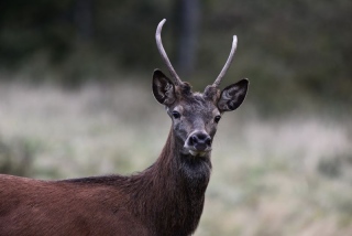 photoverconature - CERFS