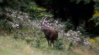photoverconature - CERFS