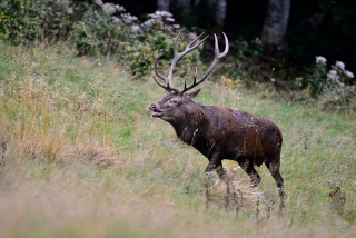 photoverconature - CERFS