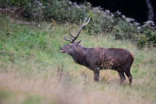 photoverconature - CERFS