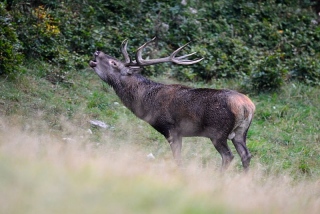 photoverconature - CERFS