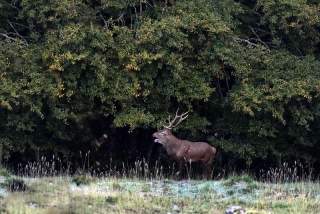 photoverconature - CERFS