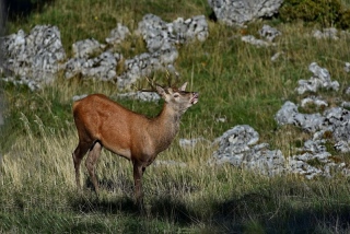 photoverconature - CERFS