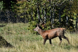 photoverconature - CERFS