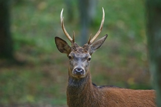 photoverconature - CERFS