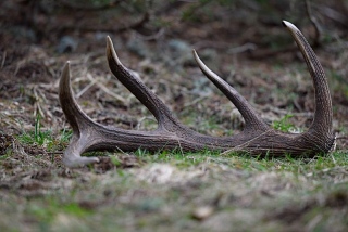 photoverconature - CERFS