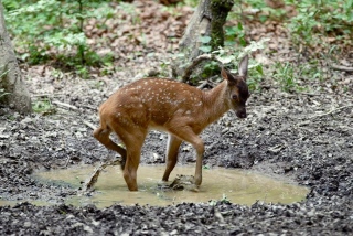 photoverconature - CERFS
